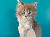 Une chatonne Maine Coon LOOF à réserver