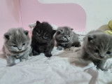 4 chatons British Shorthair à vendre