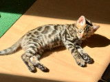 Magnifique chatons Bengal &agrave; vendre