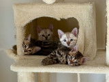 Magnifique chatons Bengal &agrave; vendre