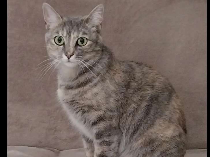 En attente d'adoption : chatte tigrée