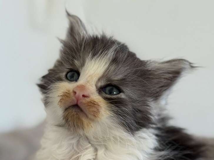 Maine coon loof gros gabarits & Polidactyle - prestigieuses lignées - non stérilisés