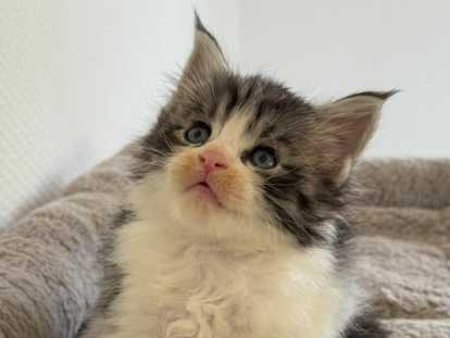 Maine coon loof gros gabarits & Polidactyle - prestigieuses lignées - non stérilisés