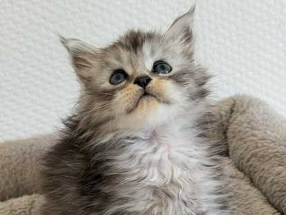 Maine coon loof gros gabarits & Polidactyle - prestigieuses lignées - non stérilisés