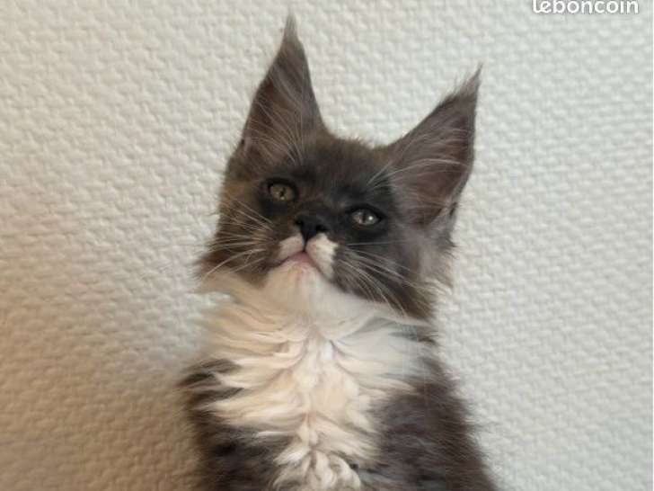 Maine coon loof gros gabarits & Polidactyle - prestigieuses lignées - non stérilisés