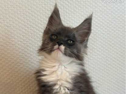 Maine coon loof gros gabarits & Polidactyle - prestigieuses lignées - non stérilisés