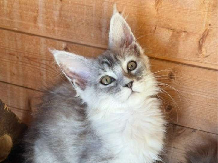 Maine coon loof gros gabarits & Polidactyle - prestigieuses lignées - non stérilisés