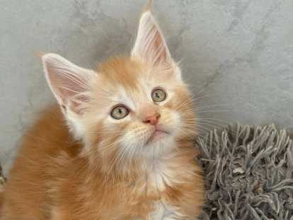 Maine coon loof gros gabarits & Polidactyle - prestigieuses lignées - non stérilisés