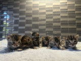 Chatons Bengal à vendre