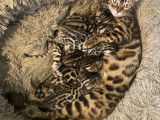 Chatons Bengal à vendre
