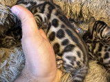 Chatons Bengal à vendre