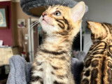 Plus que 2 ! Chatons Bengal avec pedigree à vendre