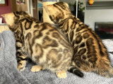 Plus que 2 ! Chatons Bengal avec pedigree à vendre