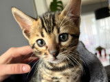 Plus que 2 ! Chatons Bengal avec pedigree à vendre