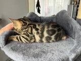 Plus que 2 ! Chatons Bengal avec pedigree à vendre
