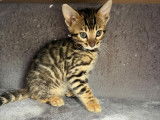 Plus que 2 ! Chatons Bengal avec pedigree à vendre