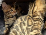 Plus que 2 ! Chatons Bengal avec pedigree à vendre