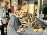Plus que 2 ! Chatons Bengal avec pedigree à vendre
