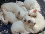 Chatons Sacré de Birmanie à vendre