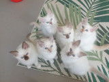 Chatons Sacré de Birmanie à vendre