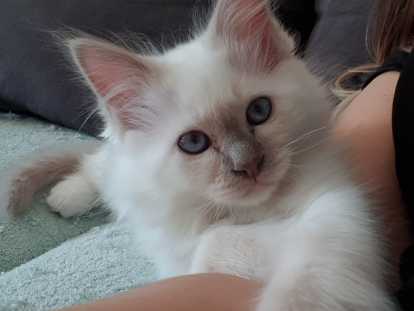 Chatons Sacré de Birmanie à vendre