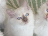 Chatons Sacré de Birmanie à vendre