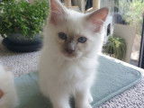 Chatons Sacré de Birmanie à vendre
