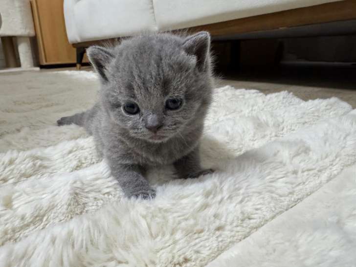 Chaton à 1 mois