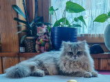 Mâle British Longhair blue golden shaded disponible pour saillie