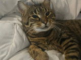 Chat tigré à adopter