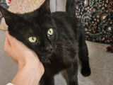 Chatte noire disponible à l'adoption