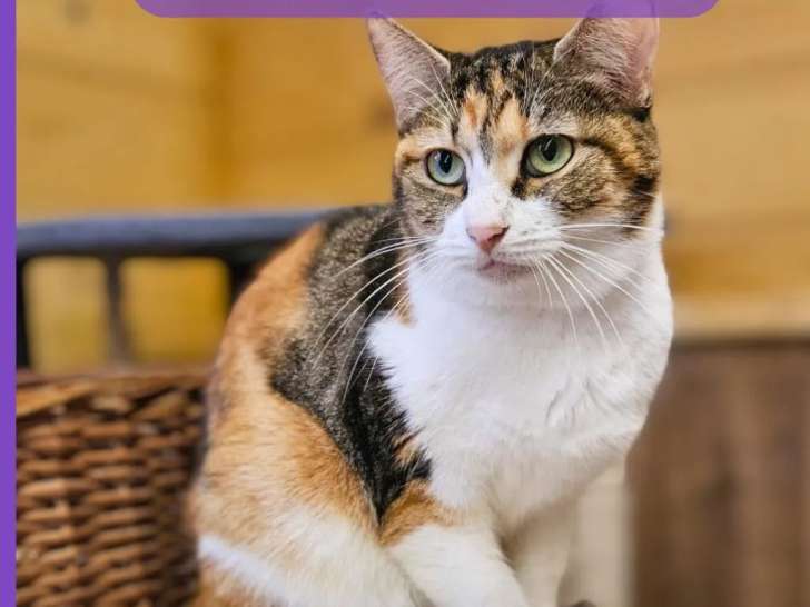 Chatte de 3 ans à la recherche d’un foyer