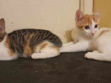 Disponibles à l'adoption, 2 chatons de 4 mois