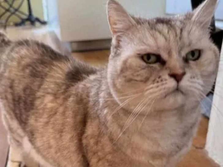 En attente d'adoption, chat British Shorthair adulte
