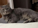 Prêt pour l’adoption, chat tigré gris