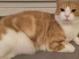 En attente d’un foyer, chat roux et blanc