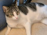 En attente d'adoption, chat au pelage tigré