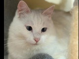 En attente d’une famille, chatte blanche