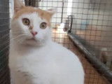 En quête d’un foyer : chat de 2 ans