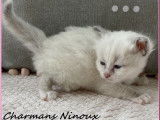 Chatonne Sacré de Birmanie LOOF à vendre