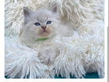 Chatons Sibériens Neva Masquerade à réserver (non LOOF)