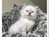 Chatons Sibériens Neva Masquerade à réserver (non LOOF)