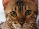 3 chatons Bengals LOOF disponibles à la réservation