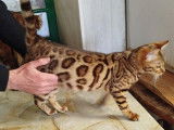 3 chatons Bengals LOOF disponibles à la réservation