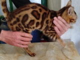 3 chatons Bengals LOOF disponibles à la réservation