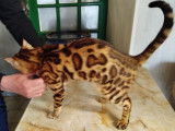 3 chatons Bengals LOOF disponibles à la réservation