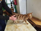 3 chatons Bengals LOOF disponibles à la réservation