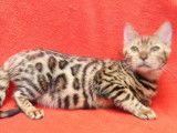 3 chatons Bengals LOOF disponibles à la réservation