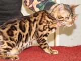 3 chatons Bengals LOOF disponibles à la réservation