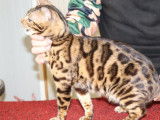 3 chatons Bengals LOOF disponibles à la réservation